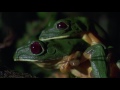 Frog Adaptations and Rainforest Ecology