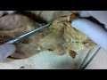 Rat Arm Muscles and Functions
