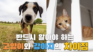 고양이와 강아지, 입양 전 꼭 알아야 할 5가지 차이점