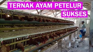 Beternak Ayam Petelur Bagi Pemula