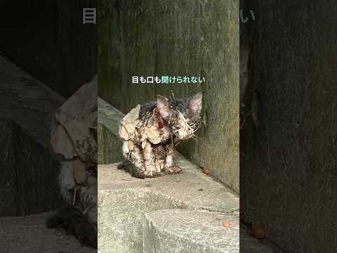 罠に引っかかった子猫を助けた