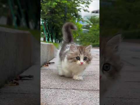 Viral cats trend ๐๐พ๐#cats #shorts #viralshort #catlover #ytshorts