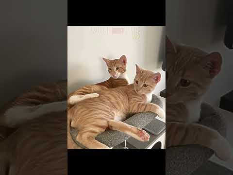 TWIN CATS... #trollmeow