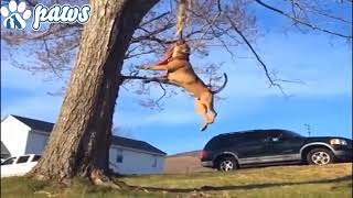 American Pitbull Terrier - The Ultimate Dog!!