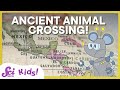 Exploring Ancient Animals and the Great American Interchange