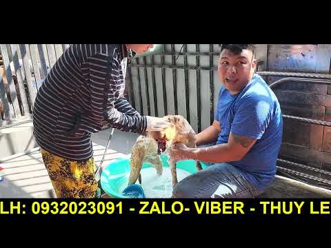 Chú chó bị chủ chặt cụt mõm sắp đi khám bệnh rồi ông bà cô chú ơi...!