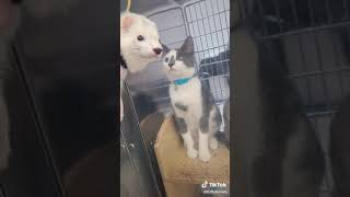 FuffyFerrets - Happy 3rd Birfday Regis! #ferret #ferrets #birthday #nuggettheferret #wholesome