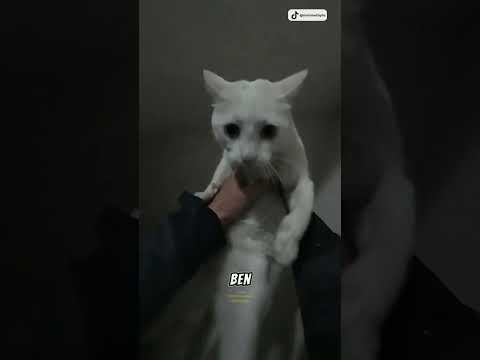 Abimiz Kendi Kedisi Sanıp Sokak Kedisini Alıyor 😂