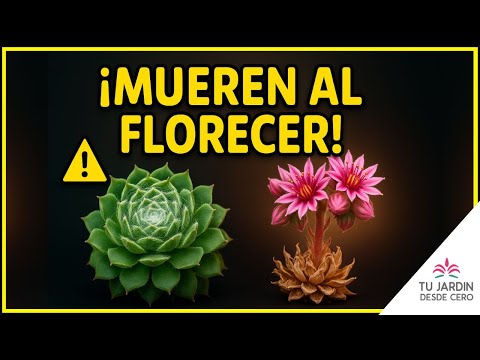 🥀 ¿Por qué mueren tras florecer? ¿Por qué es una ventaja para algunas plantas?