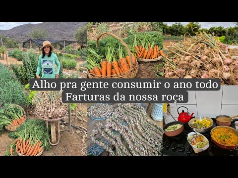 Dia da colheita do alho e das cenouras | como faço as  réstias |almoço e janta comigo