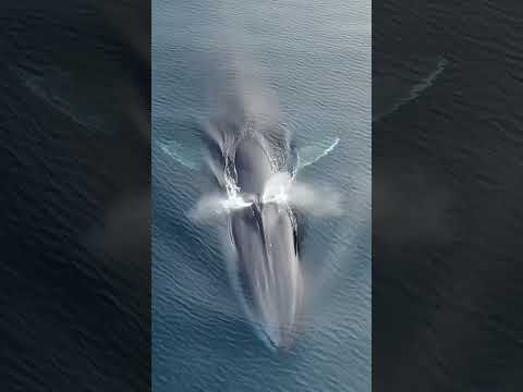 blue whale Atlantic Ocean