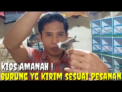 PANTASAN KIOS PRAMUKA KOSONG, GAK TAUNYA DARI PENGEPUL DI KIRIM KE KIOS SEMUANYA