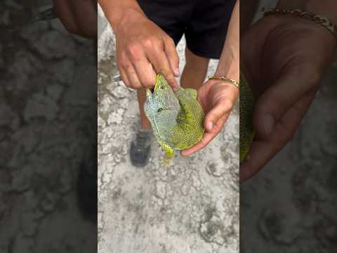Vaya bocado me ha dado este lagarto… #animales #rescate #rescue #wildlife #reptiles