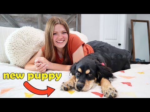 Our Morning Routine with a New Puppy!