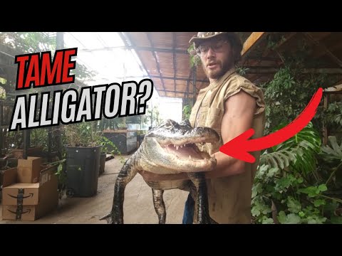 Tame Alligator!? Meet Gatorade, The Chillest Gator Ever!