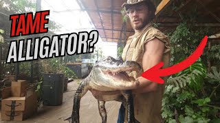 Tame Alligator!? Meet Gatorade, The Chillest Gator Ever!