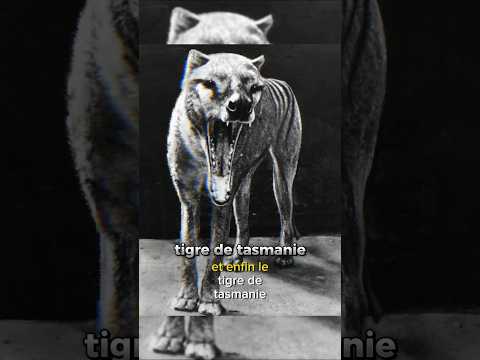 les derniers instants enregistrés d’animaux disparus #animals #animalshorts #shorts