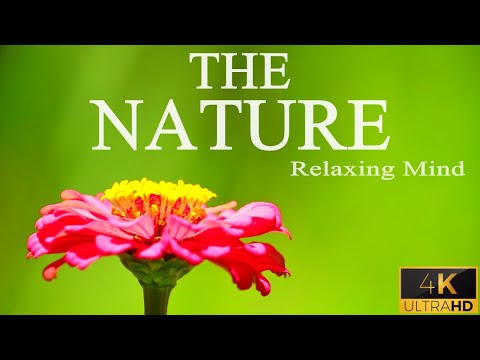 4k Nature Video | Relaxing Mind | Beautiful Nature Video with Relaxing Music | Meditation Music