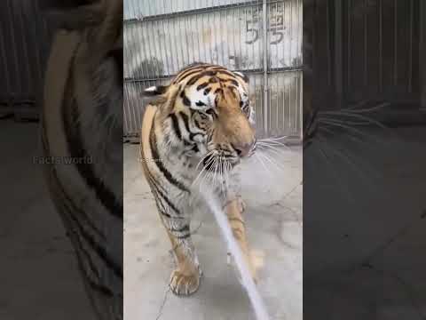 who loves Tiger #tiger #zoo #shorts