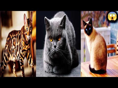 ELES são os GATOS MAIS CAROS do MUNDO!