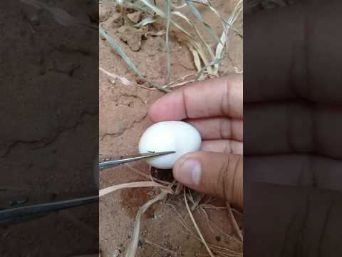 Do not break the egg before time 😱