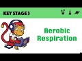 Cellular Respiration Concepts and Processes