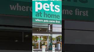 Sick Pet Store Guinea Pigs?