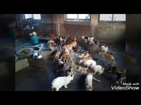 Food and Medicine for 177 Rescued Cats at Love N Care for Animals Shelter 