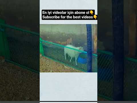 FOX VS SHEEP #animals #nature #youtubeshorts #shorts #short #subscribe #youtuber #like #youtube #fy