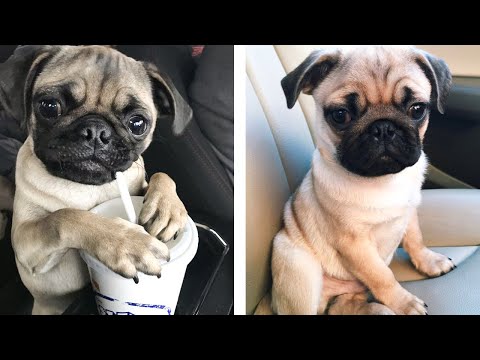 🥰 Pug Puppies's Funny And Cute Actions Make Your Heart Flutter 🐶 | Cute Puppies
