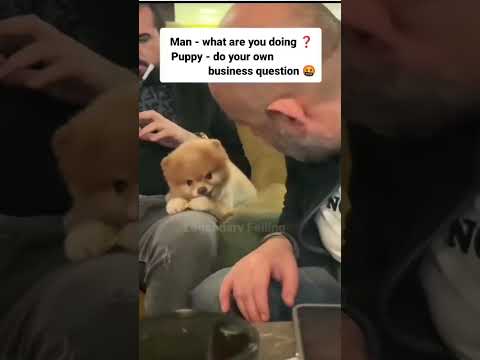cute puppy shut up human #shorts
