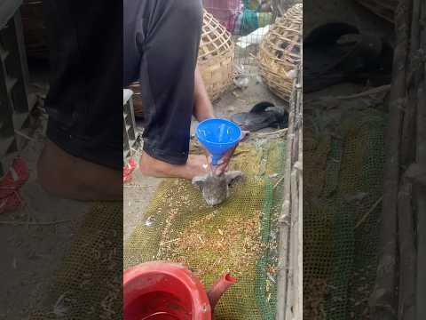 If the baby pigeons don't eat, you can feed them like this, friends. #pigeon #shorts #kobutor #viral