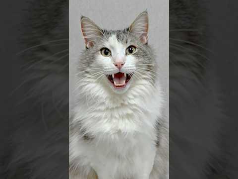 My cat pranked me in the same way!  #cat #prank #shorts