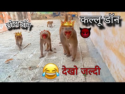 बंदर चाचा भरा पूरा परिवार 🤣 Kallu Don chacha 😃#monkeyvideo #monkey 🐒🙈🐵 #comedyvideo