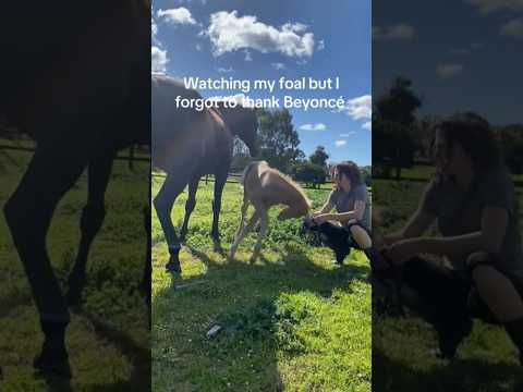 Funny Pony Clips #funnyvideos #pony #animalcomedy