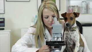 Your Puppy and Vaccinations