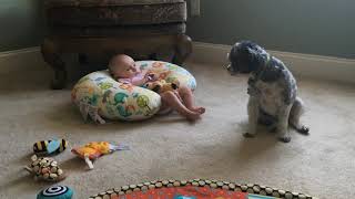 A Doggie Movie