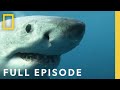 Shark Behavior and Characteristics