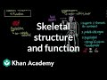 Exploring Skeletal Structure and Function