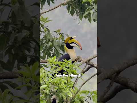 Nature’s True Love Story – The Hornbill❤️|#shorts