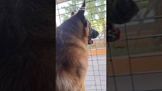 JustBalconyThings🌤️🐶#shorts #dog #love #viral #video #cute #pets #lover #shortvideo #dogs #ytshorts