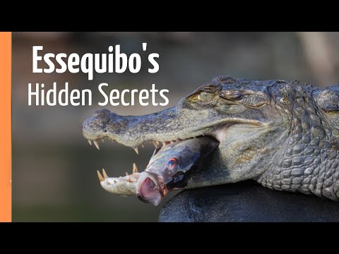 Guyana’s Hidden Treasure - The Mighty Essequibo | Full Documentary