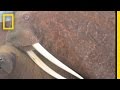Walrus Conservation and Climate Impact