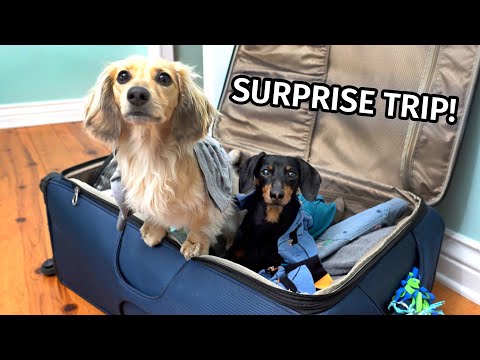 Ep 62: The Dogs Go on a SURPRISE TRIP! (Part 1)