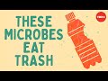 Understanding Microbial Degradation of Plastics