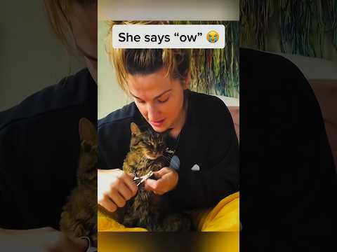 Strange cat activities every day meow 😸 #meaow #viralvideo #funny #funnycat