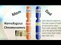 Meiosis Concepts and Processes