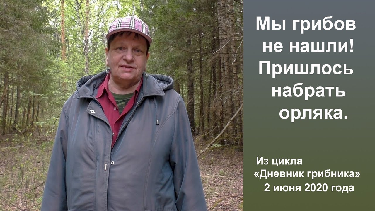 Мы грибов не нашли! Пришлось собрать папоротника орляка. 2 июня 2020 года