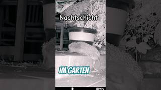 Mal geht es runter 🦔 und dann wieder rauf #igel #hedgehog #garten