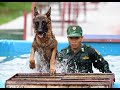 Military Dog Training Competition Overview